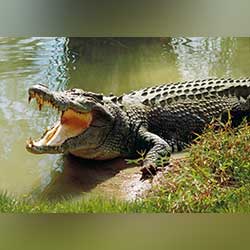 Crocodile